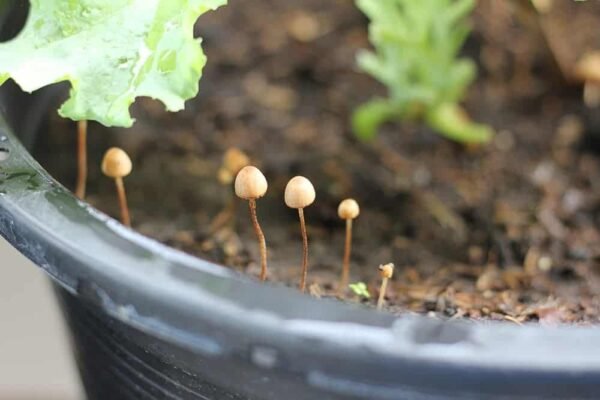 why are mushrooms growing in my plant